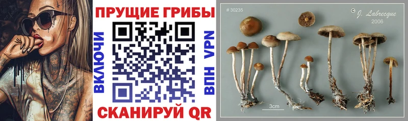 hydra ССЫЛКА  Бабаево  Галлюциногенные грибы Psilocybe 